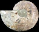Cut Ammonite Fossil (Half) - Agatized #43649-1